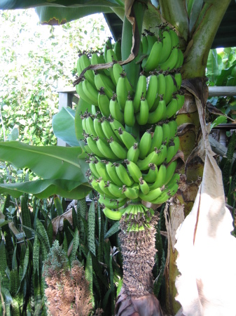 Bananas! (1 of 75)