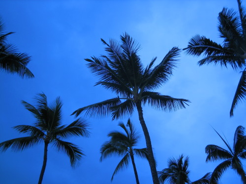 Palms at Night