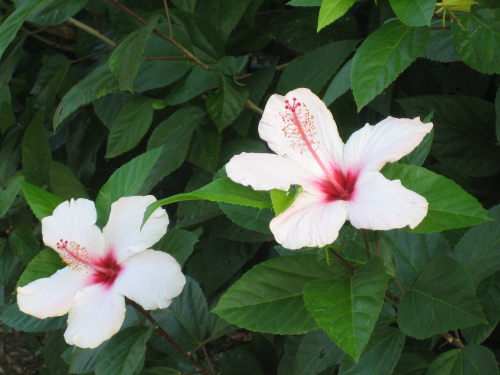 Plantation Flowers (7 of 75)