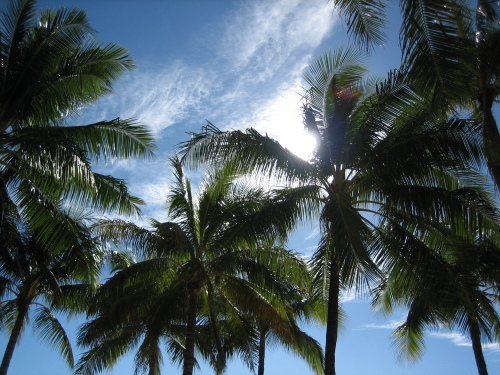 Palms on Waikiki (75 of 75)