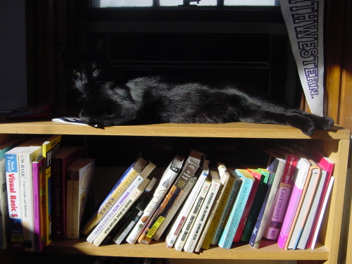 where is the cat?