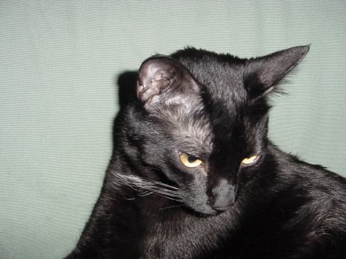 doni on sofa