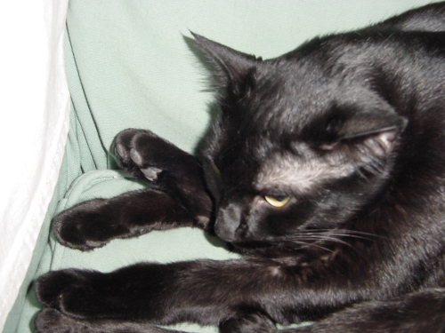 doni on sofa trying to sleep (4 of 4)