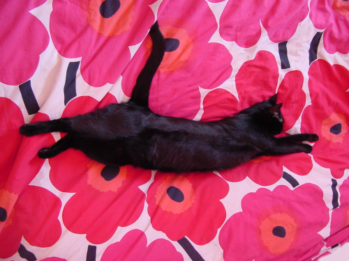 cat yoga: postion 1