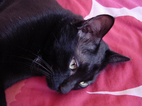 cat yoga: relaxation phase 2 (6 of 6)