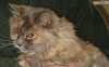 Bridget the Cat
