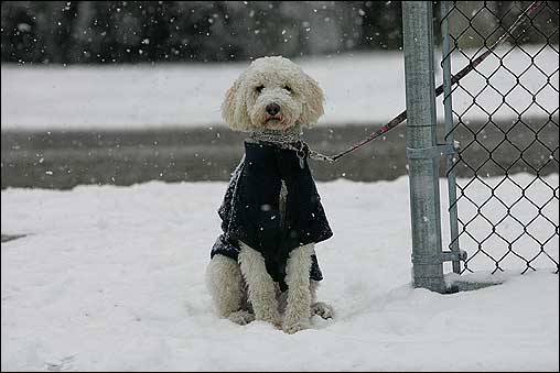 Molly the Labradoodle meets snow