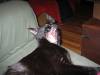 How to deal with your cute, crazy attack cat